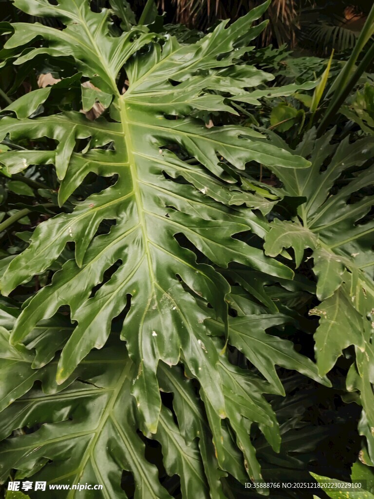羽状大叶植物特写