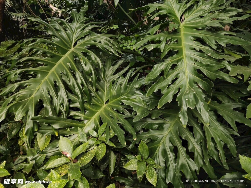 羽状叶片的热带绿植