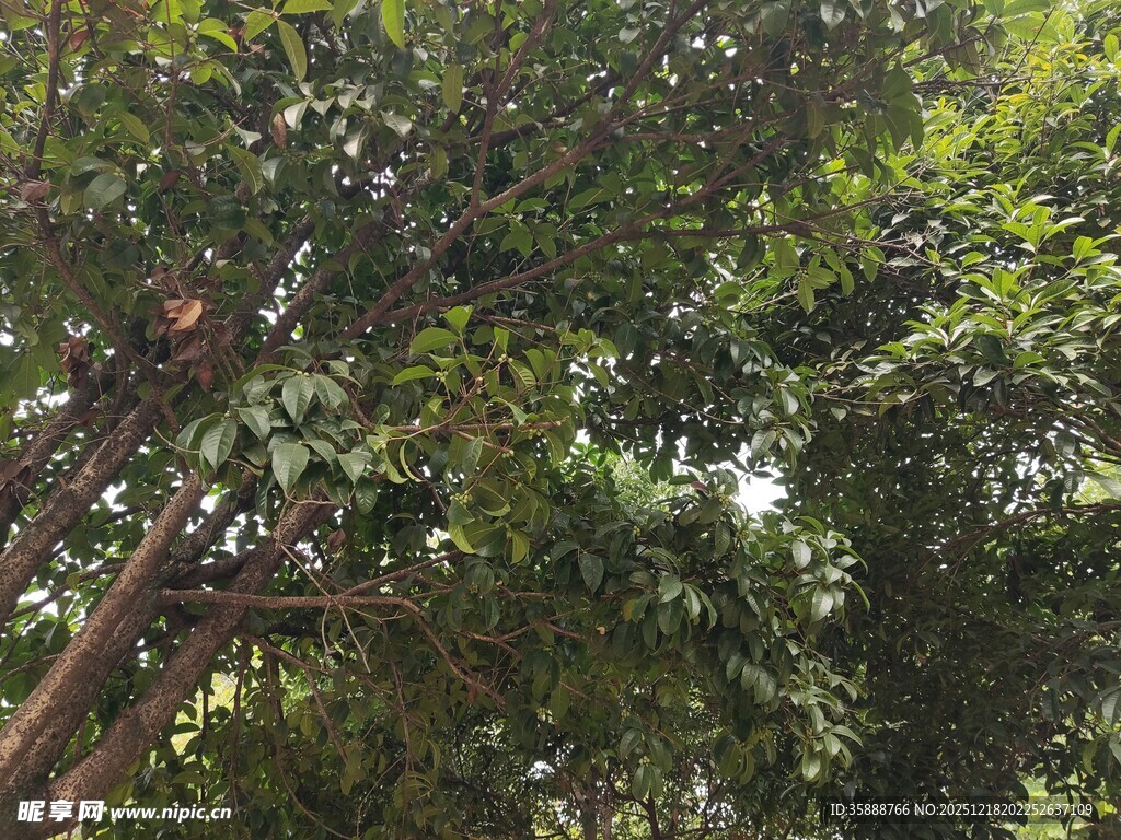 繁茂绿树间的自然景致