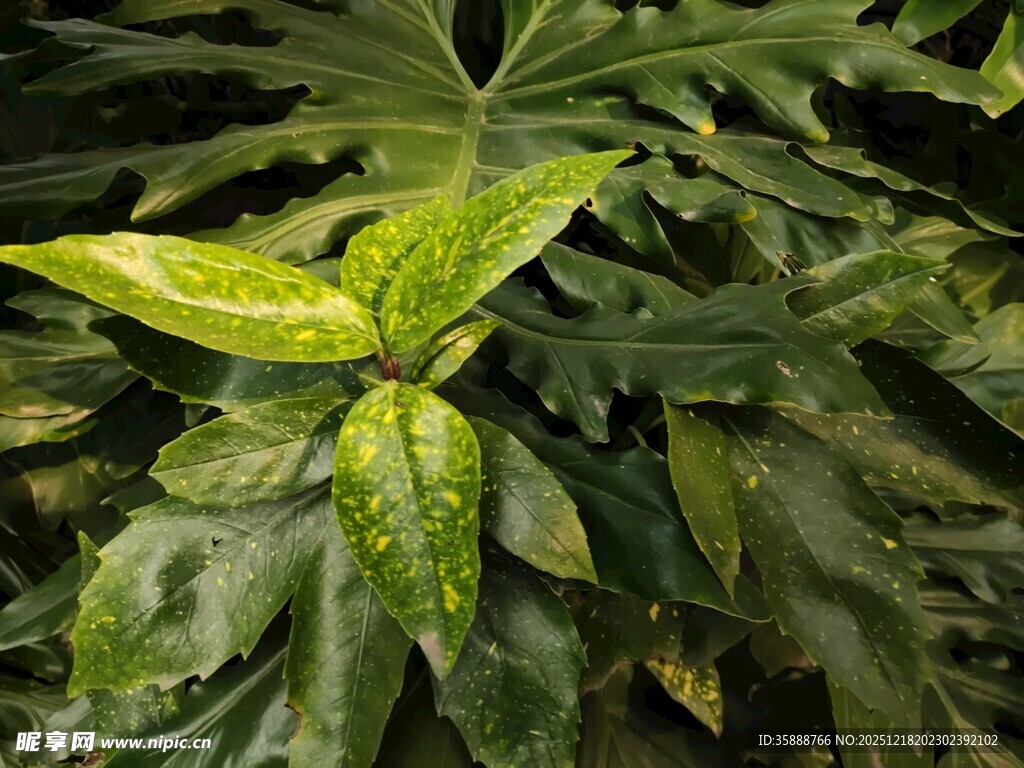 翠绿斑斓的独特叶片植物