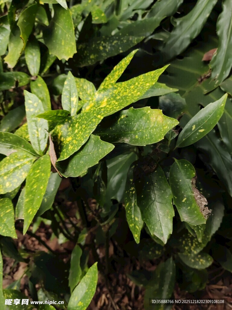 翠绿斑斓叶片特写