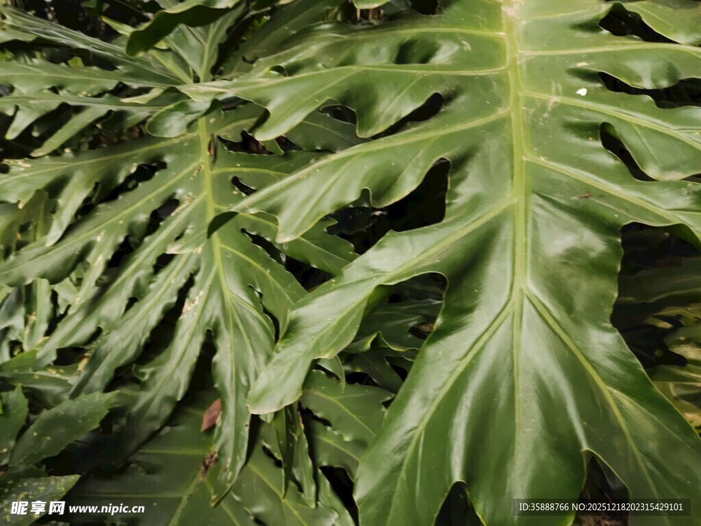 大型羽状绿植特写