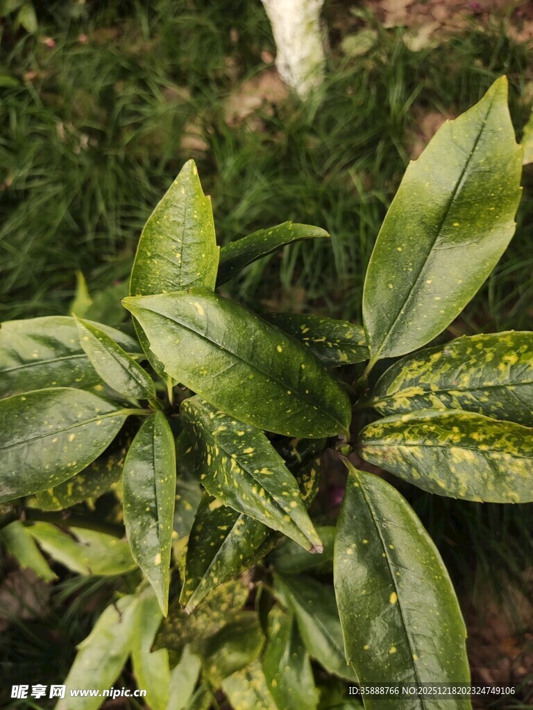 翠绿叶片上的露珠植物
