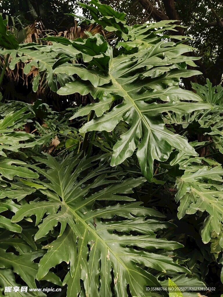 大型羽状绿植特写
