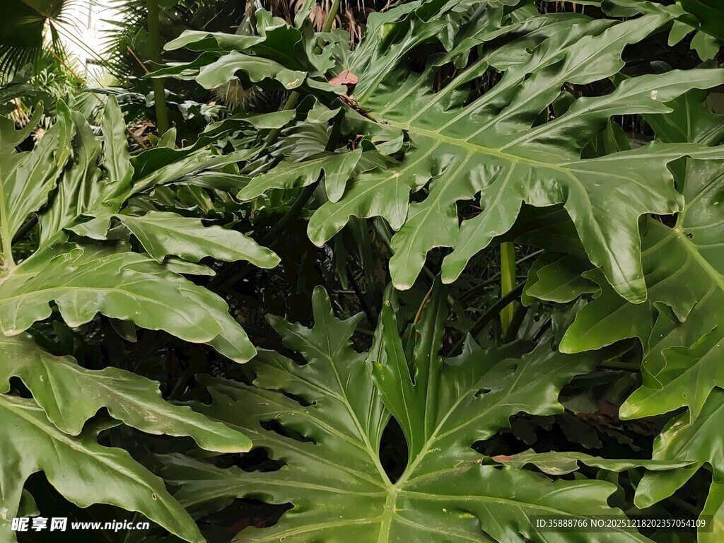 羽状裂叶的绿色植物