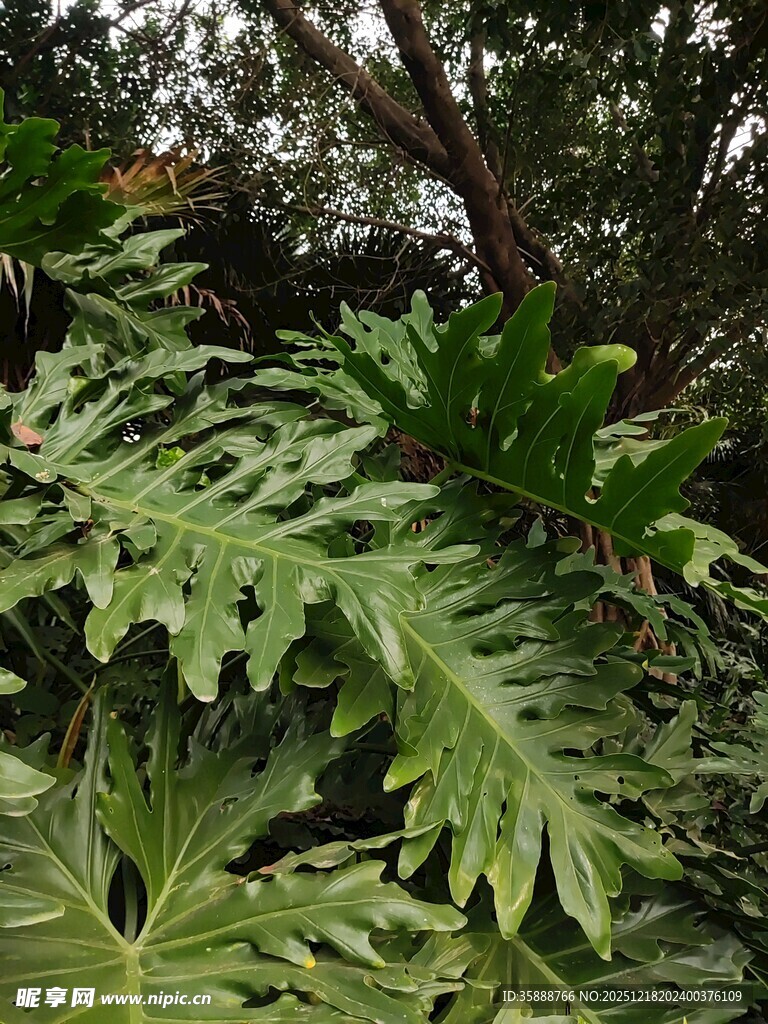 繁茂绿植叶片特写
