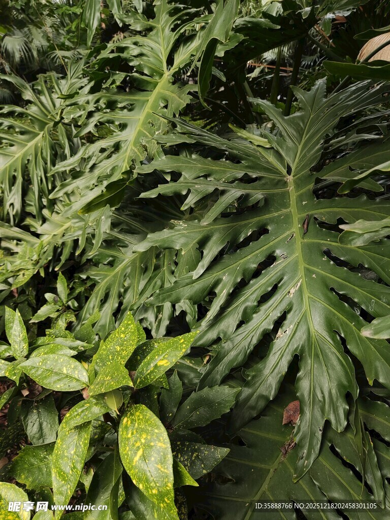 翠绿羽状叶片植物特写