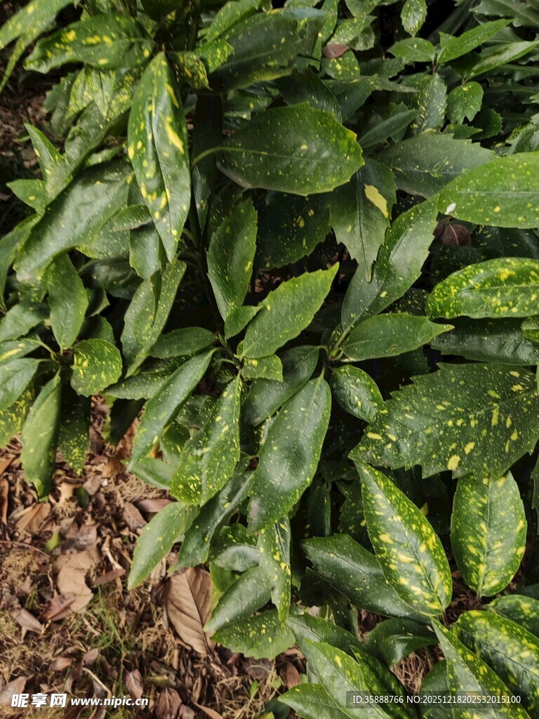 翠绿带斑叶片植物特写