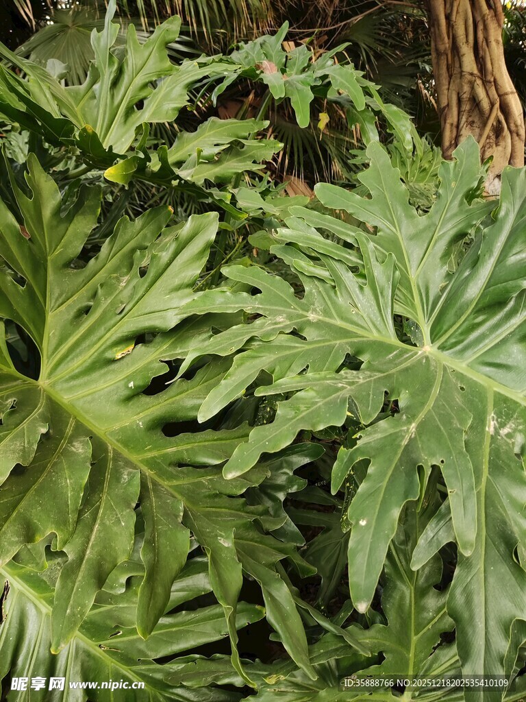 大型羽状绿叶植物特写
