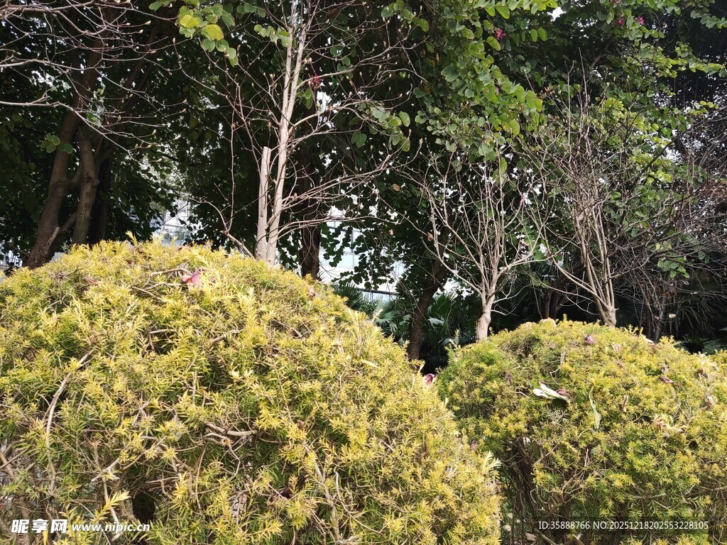 球形绿植自然景观一角