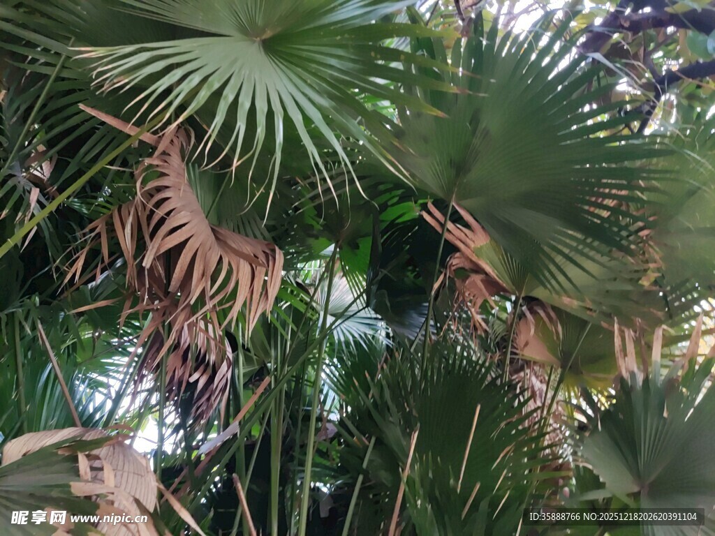 繁茂棕榈树景观