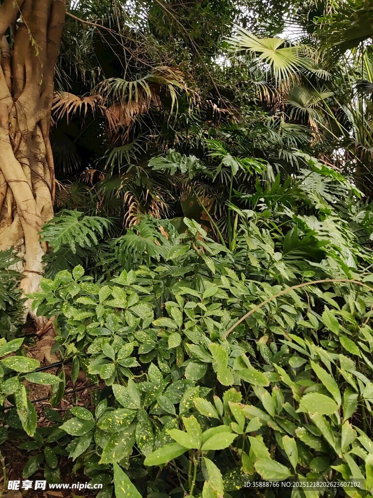 茂密绿植环绕的树干