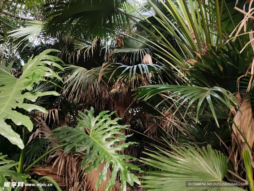 热带植物景观