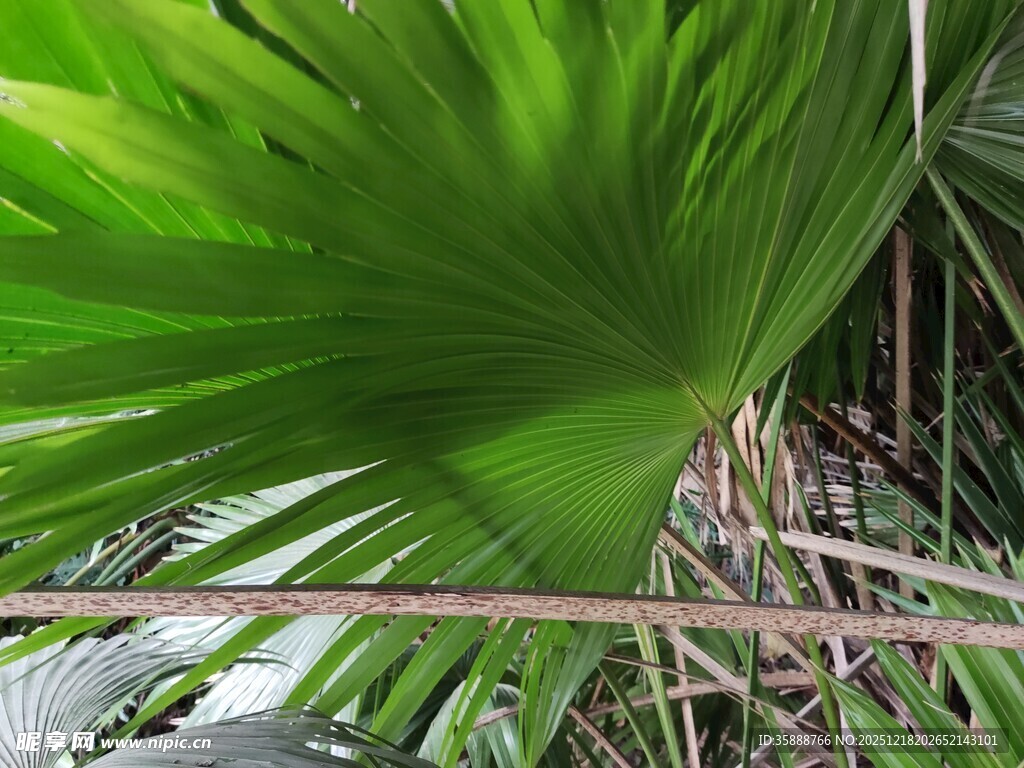 翠绿宽大的热带植物叶片