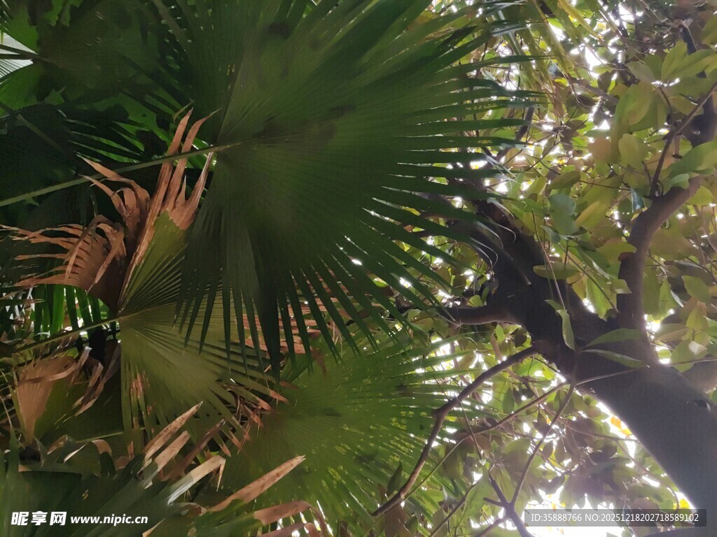 繁茂棕榈树与交错枝叶