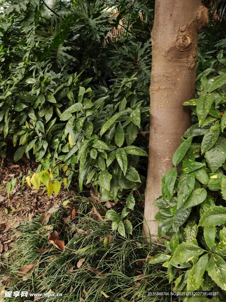 树干旁的繁茂绿植