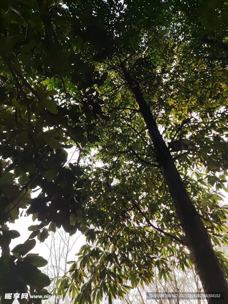仰视繁茂绿树