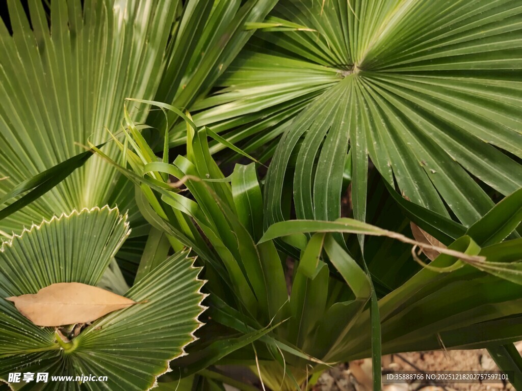 热带扇形绿叶植物特写