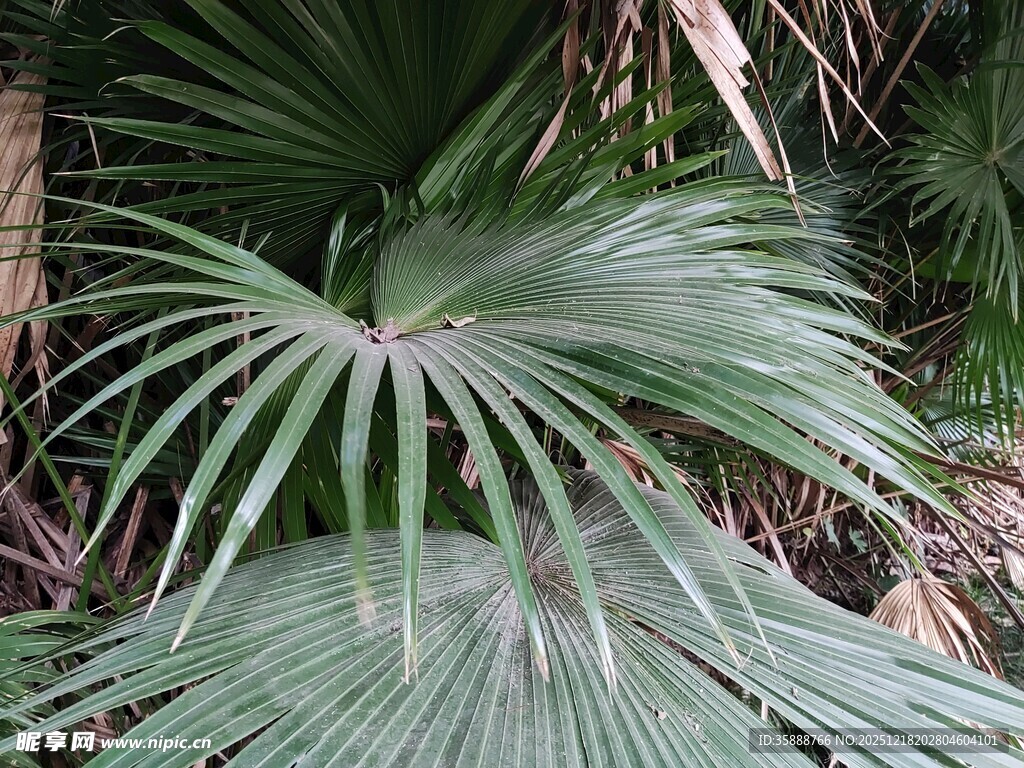 大型扇形棕榈植物叶片