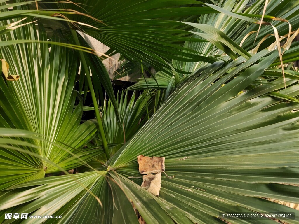 棕榈叶间的小生物