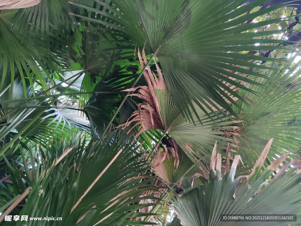 茂密棕榈叶下的自然景致