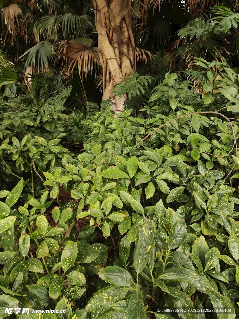 茂密丛林中的繁茂绿植