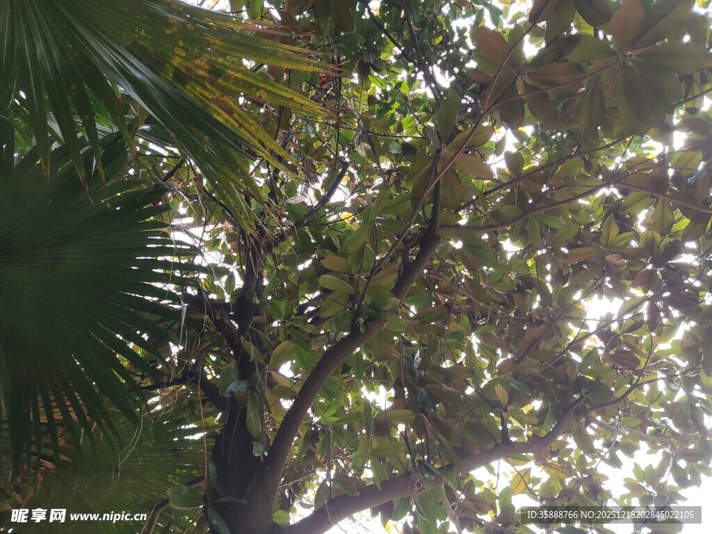 阳光下的繁茂树叶