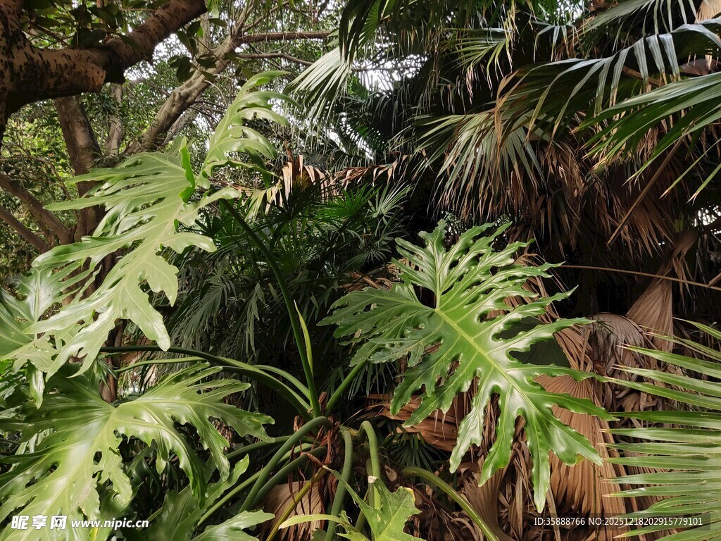 繁茂热带植物景观