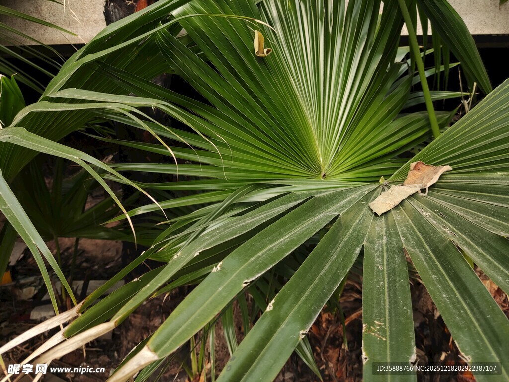 翠绿蒲葵叶