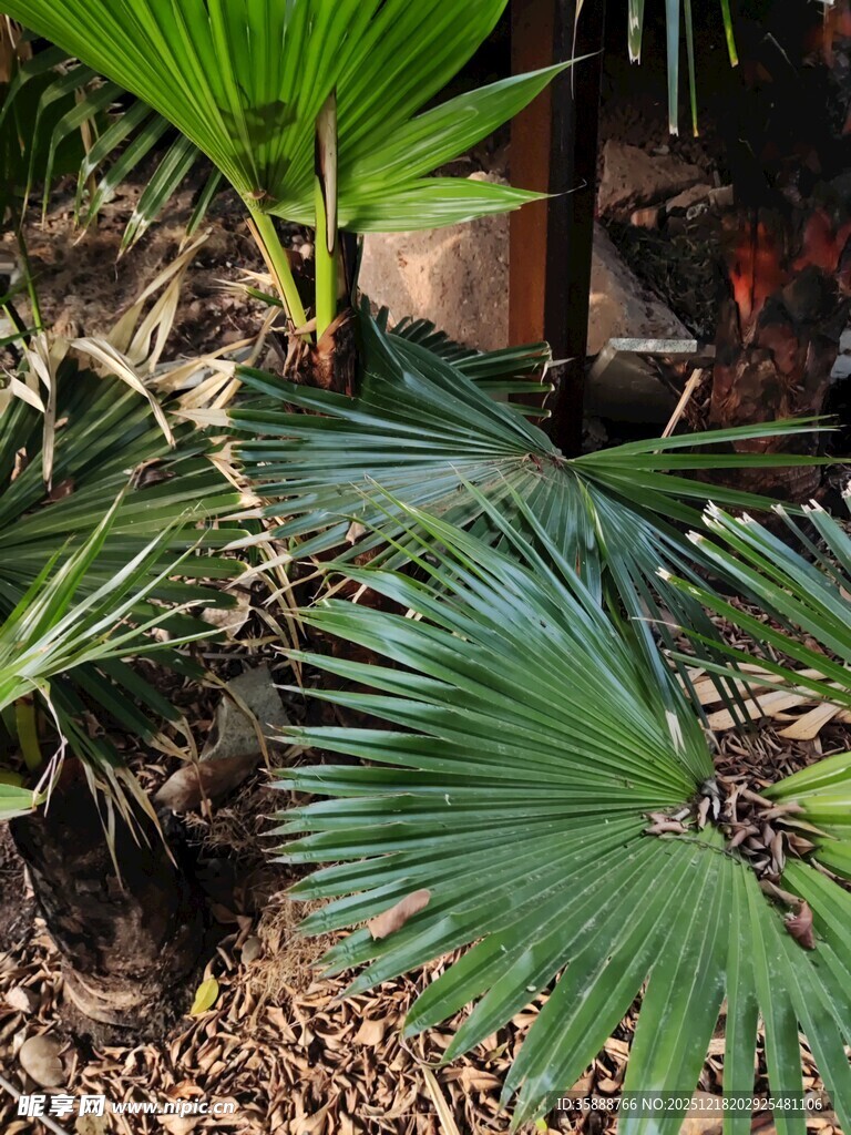 庭院中的翠绿棕榈植物
