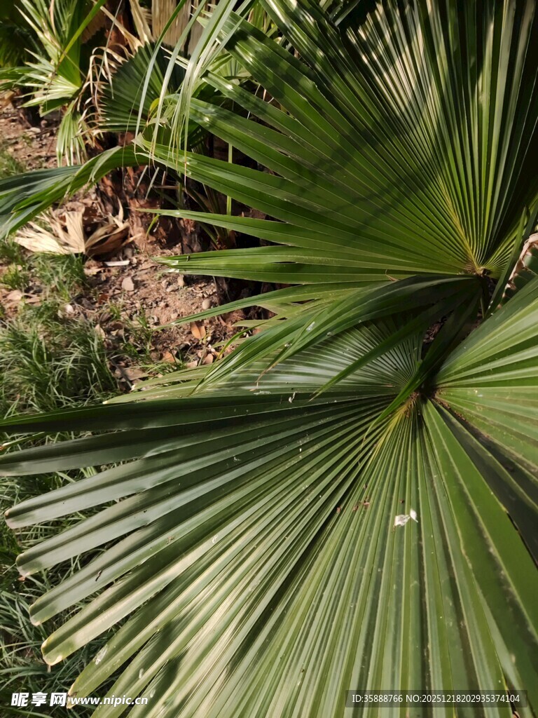 扇形棕榈叶特写
