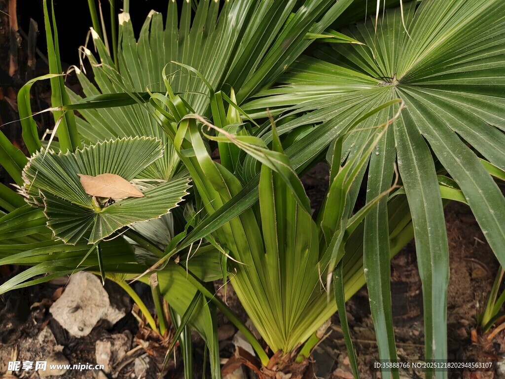 多样热带植物景观