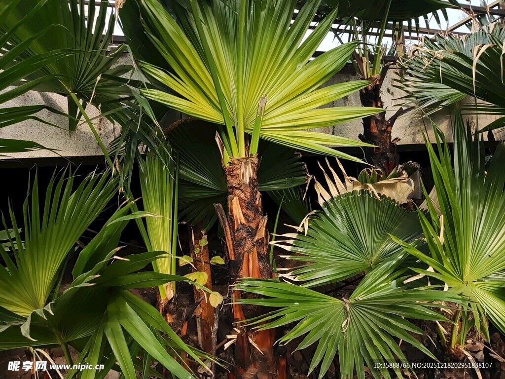 室内翠绿棕榈植物景观