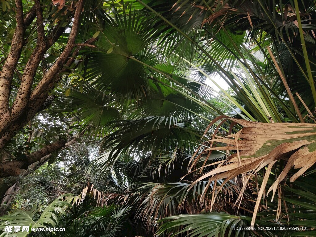 茂密丛林中的热带植物景观