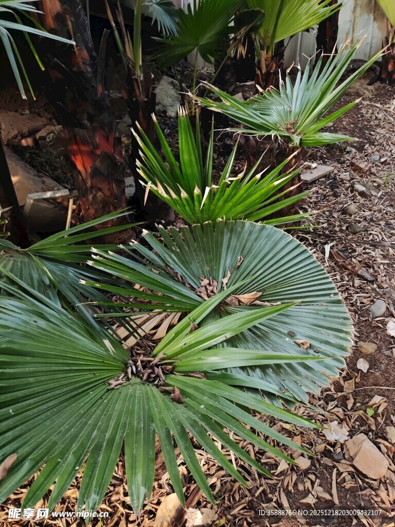 庭院中的翠绿扇形棕榈叶