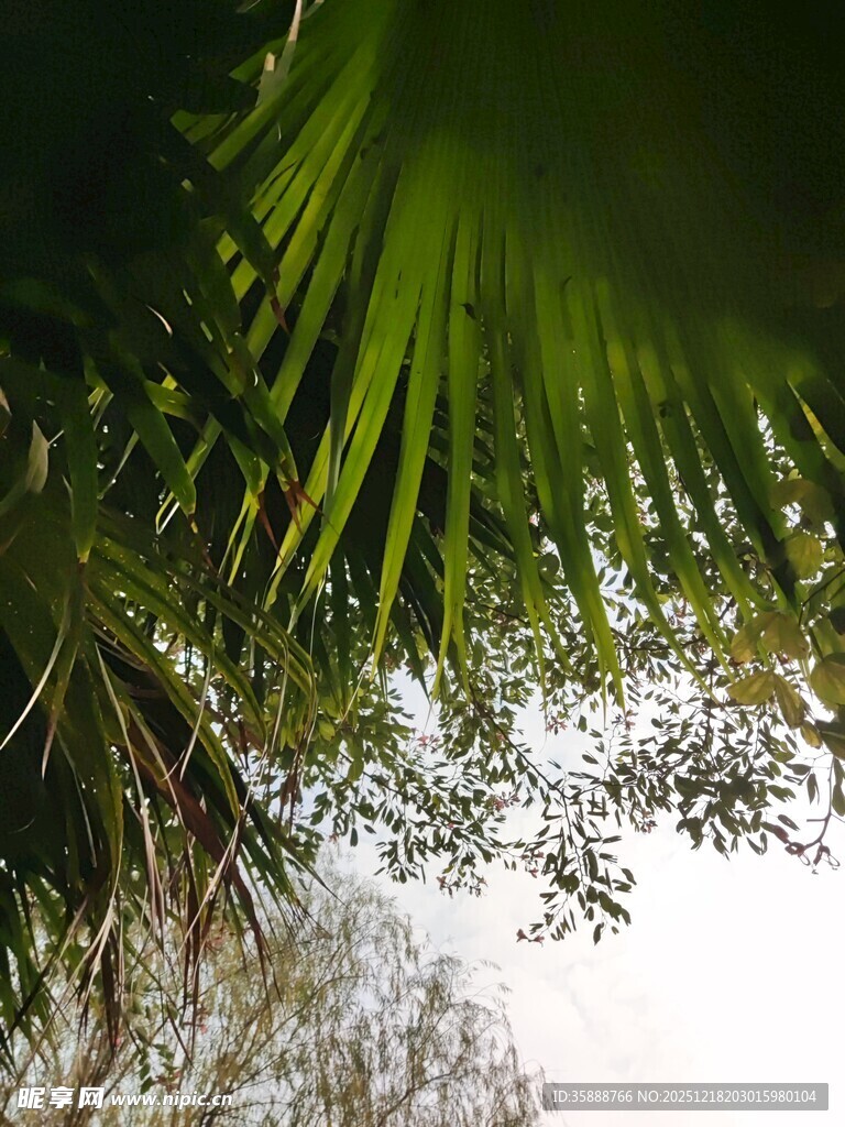 仰视下的翠绿棕榈叶