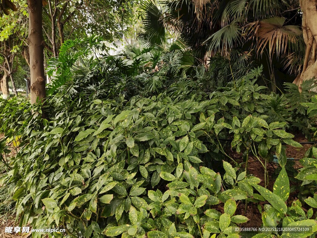繁茂绿植覆盖的自然景象