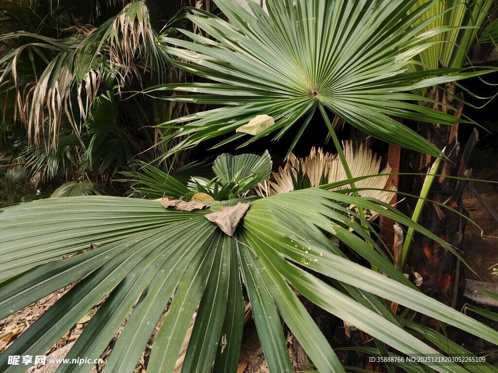 翠绿蒲葵叶片特写