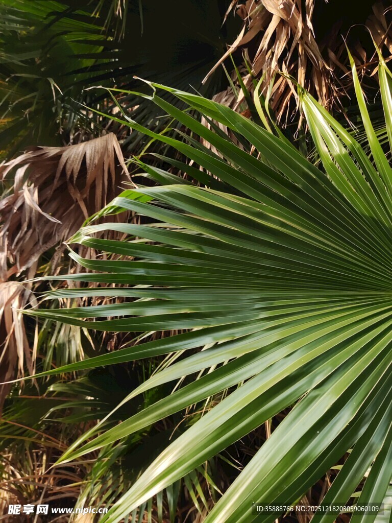 翠绿棕榈叶与枯黄叶片