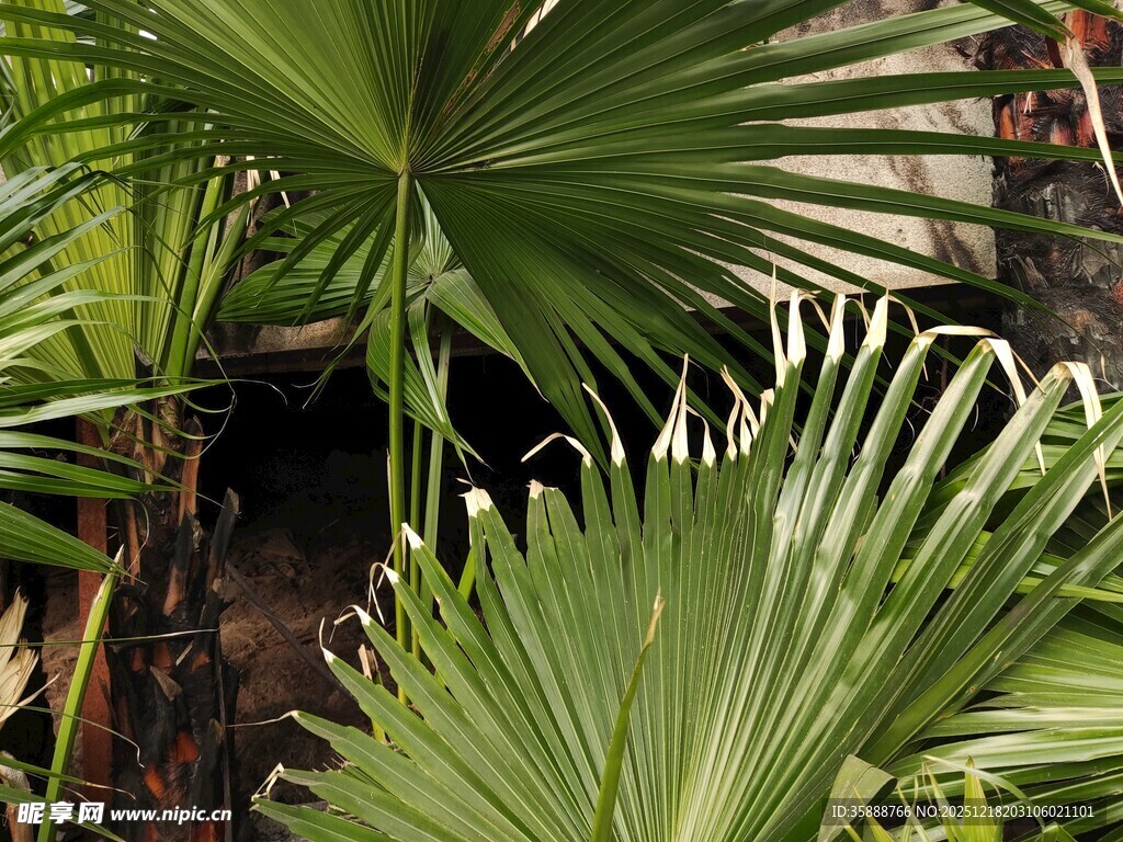 翠绿蒲葵叶片特写