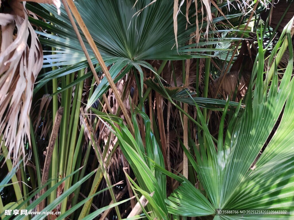 繁茂热带植物景观
