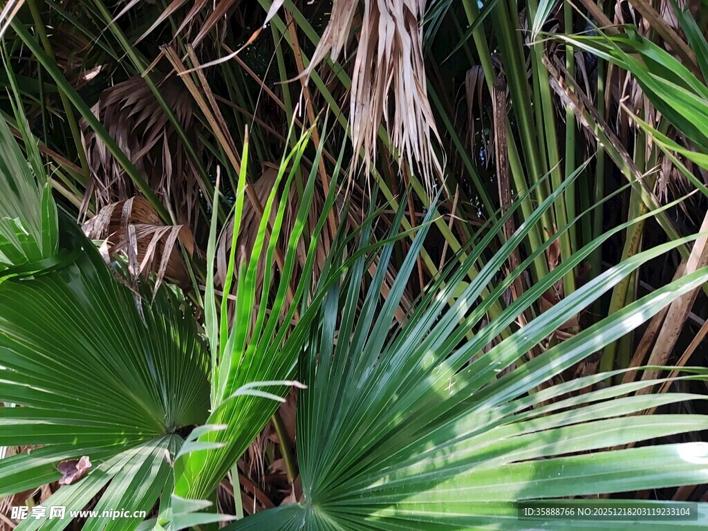 翠绿棕榈叶尽显自然生机