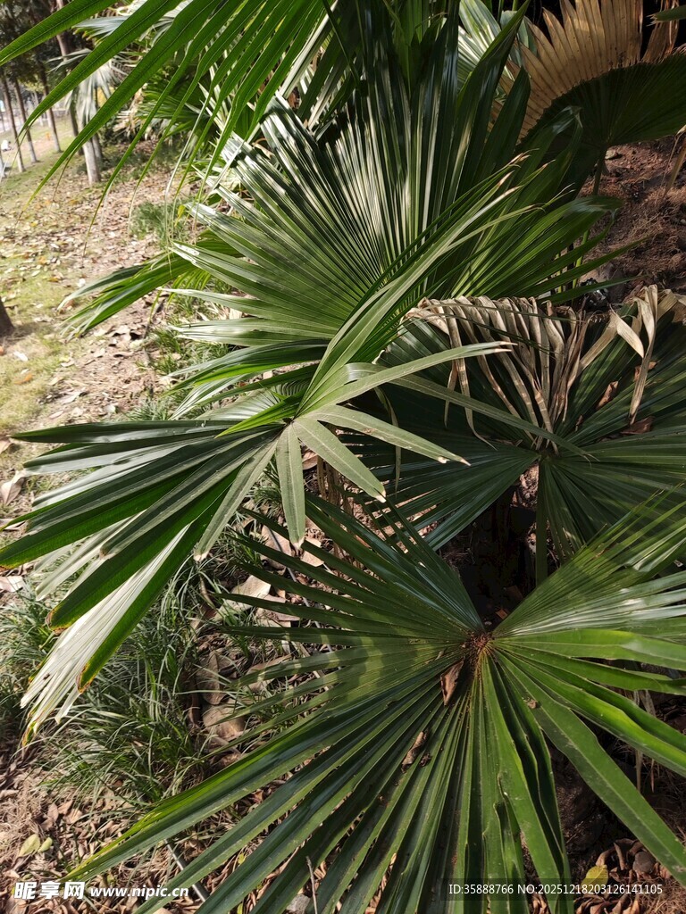 庭院中的扇形绿叶植物