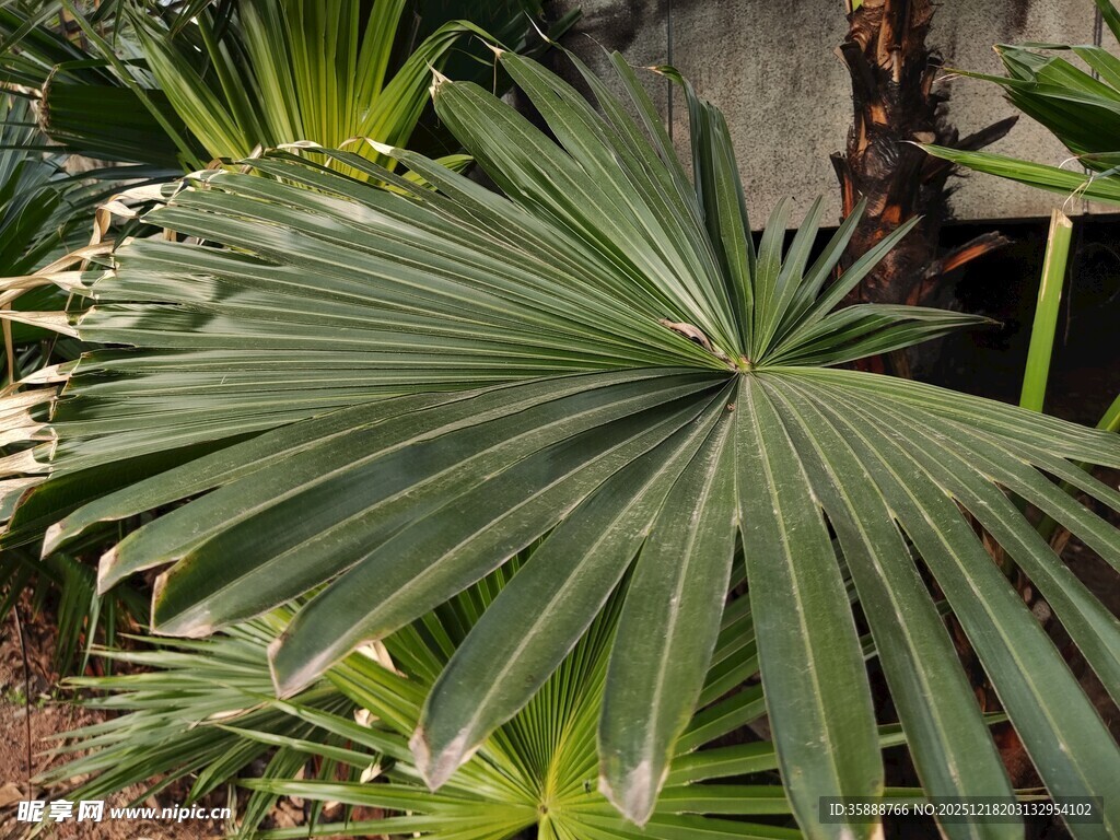 扇形绿叶植物特写