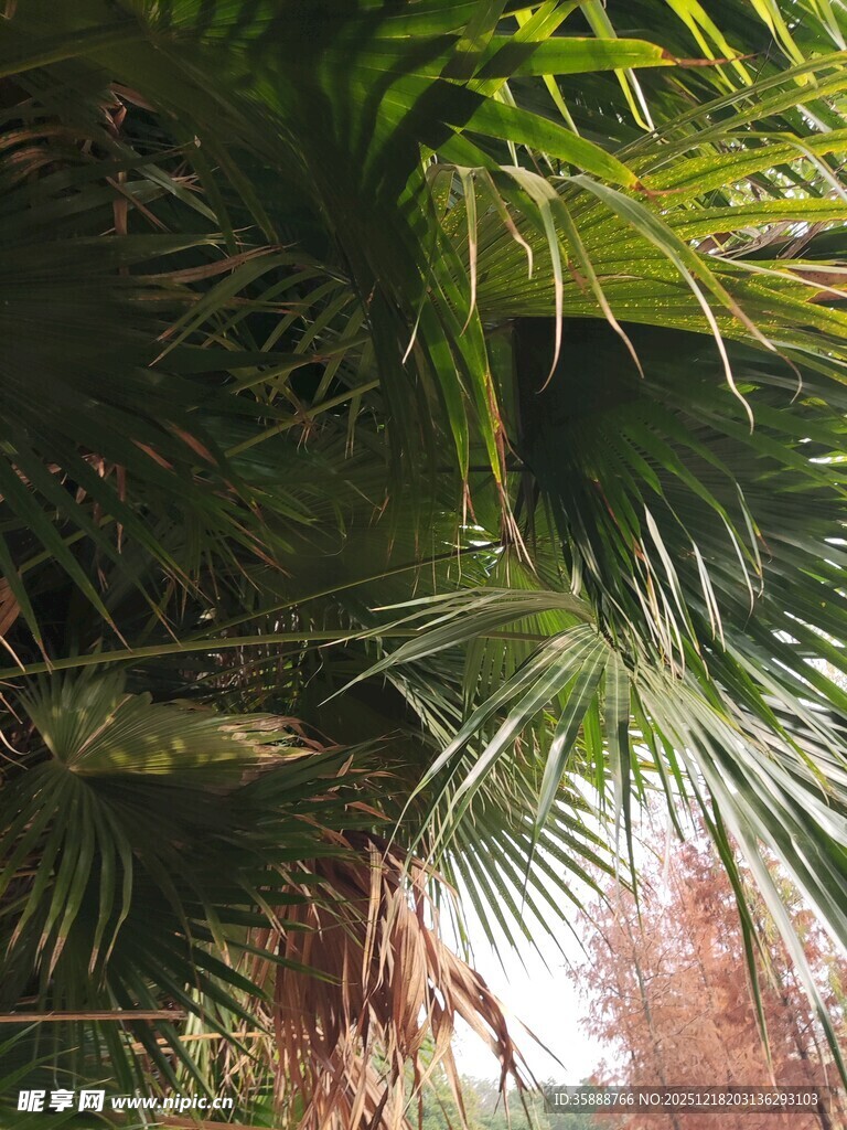 茂密棕榈叶下的自然景致