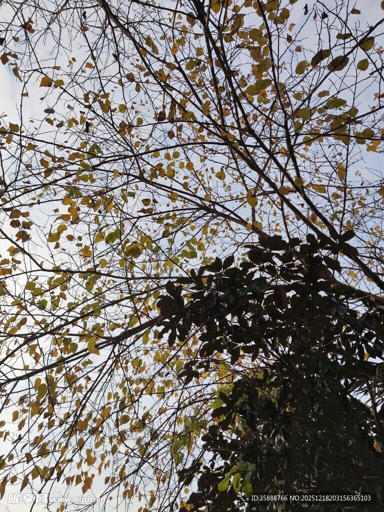 树枝上的稀疏黄叶