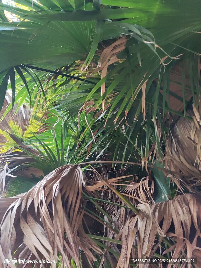 热带植物景观特写