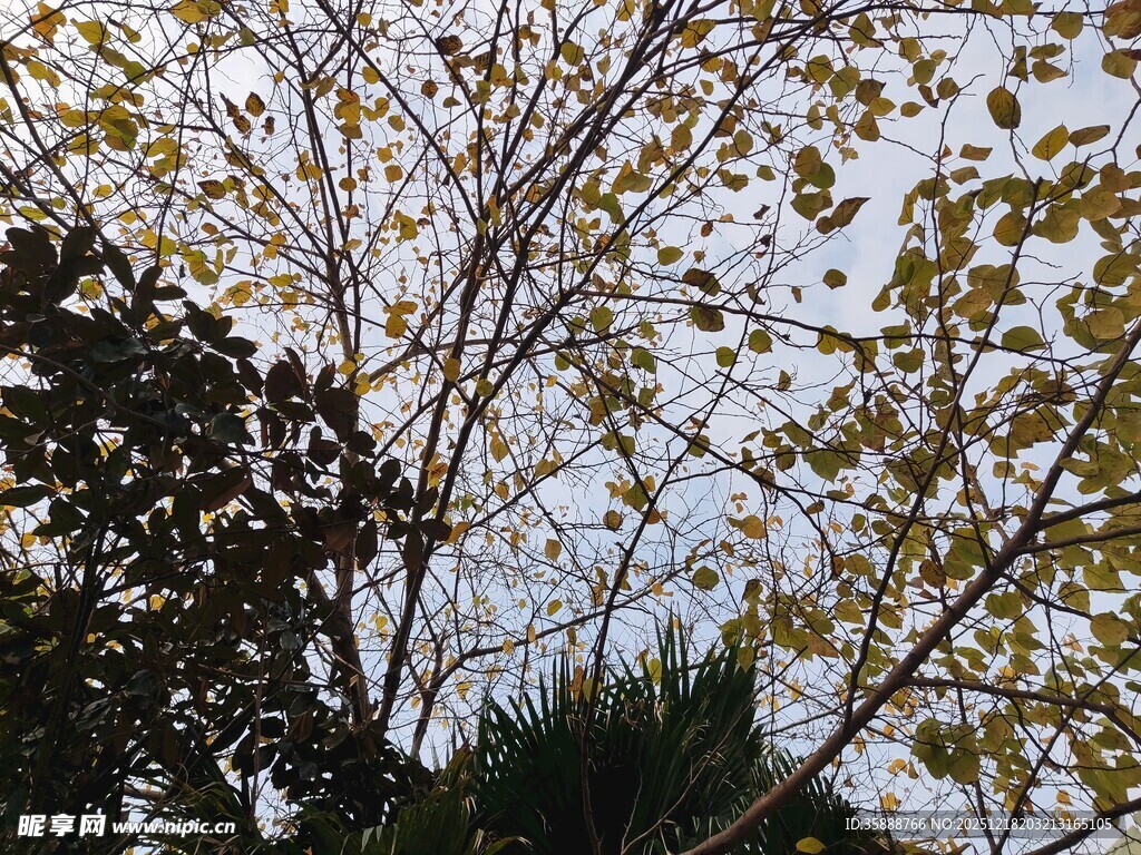 秋日树梢斑驳光影