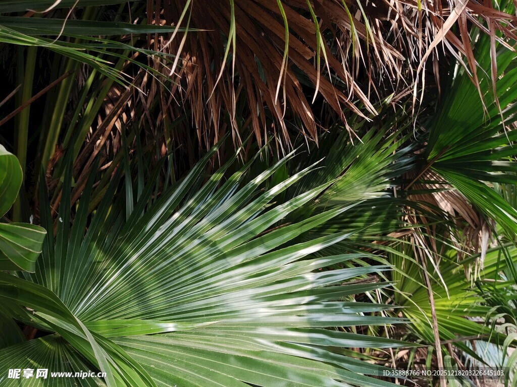 热带风情绿植叶片特写