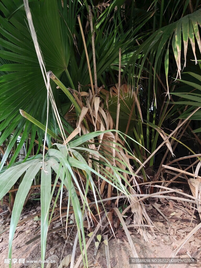 丛林中的翠绿植物